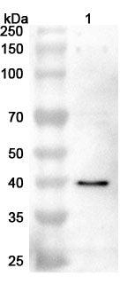 Anti-PCYT1A Polyclonal Antibody binds to Recombinant Human PCYT1A Protein, N-His in WB Assay
