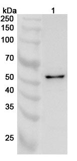 Anti-PRIM2 Polyclonal Antibody binds to Recombinant Human PRIM2 Protein, N-His in WB Assay