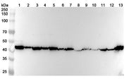 Anti-PSMC6 Polyclonal antibody binds to Recombinant Human PSMC6, N-His in WB Assay