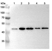 Anti-PSMD9 Polyclonal antibody binds to Recombinant Human PSMD9, N-His in WB Assay