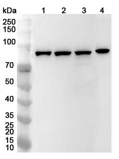 Anti-STAT1 Polyclonal antibody binds to Recombinant Human STAT1, N-His in WB Assay