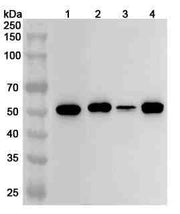 Anti-TP53/p53 Polyclonal antibody
