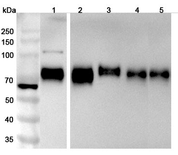 CD155 / PVR Polyclonal Antibody in WB Assay