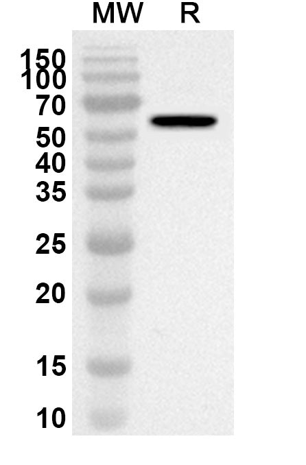 HSPD1, N-His, recombinant protein in WB Assay