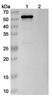 InVivoMAb Anti-Human OPN/SPP1 (Iv0103) binds to OPN / SPP1, N-His, recombinant protein in WB Assay