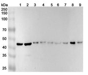 InVivoMAb Anti-Human TSG101 Antibody (ABV0167)