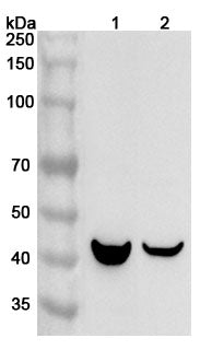 ORM1 / a1AGP Polyclonal Antibody in WB Assay