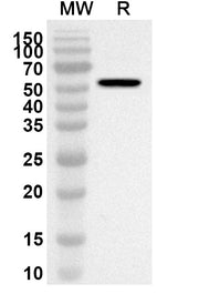 Recombinant Human YEATS4 Protein, N-GST in WB Assay