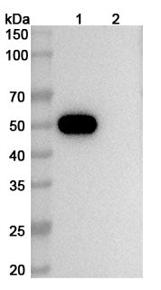 Human CD4 (Hu5A8) Monoclonal Antibody binds to T-cell surface glycoprotein CD4(CD4) in ELISA assay