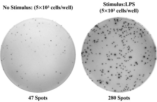 Human TNF-α (Tumor Necrosis Factor Alpha) ELISPOT Kit - ABMIUM