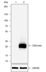 Anti-Mouse CD8 beta Antibody [A702]