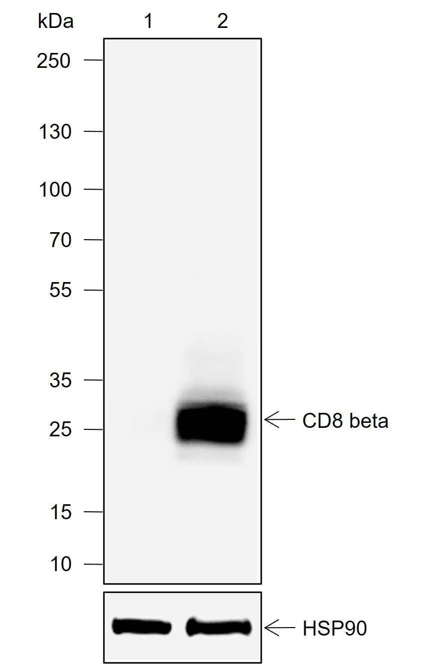 Anti-Mouse CD8 beta Antibody [A702]