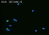 Anti-Mouse SDC4 Antibody [B482]