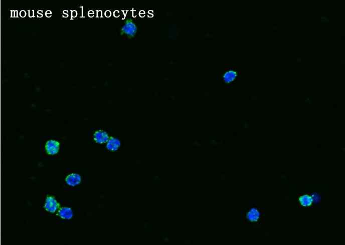 Anti-Mouse SDC4 Antibody [B482]