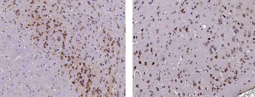 Anti-Mouse SerpinI1 Antibody [B502] - ABMIUM