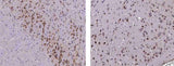 Anti-Mouse SerpinI1 Antibody [B502]
