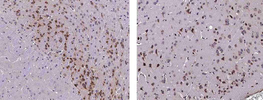 Anti-Mouse SerpinI1 Antibody [B502]