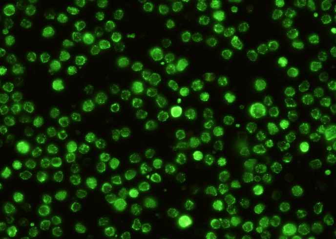 Anti-Mouse CD209B Antibody [B453] - ABMIUM