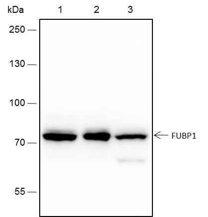 Anti-Human/Rat/Mouse FUBP1 Antibody [A226] - ABMIUM