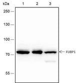 Anti-Human/Rat/Mouse FUBP1 Antibody [A226]