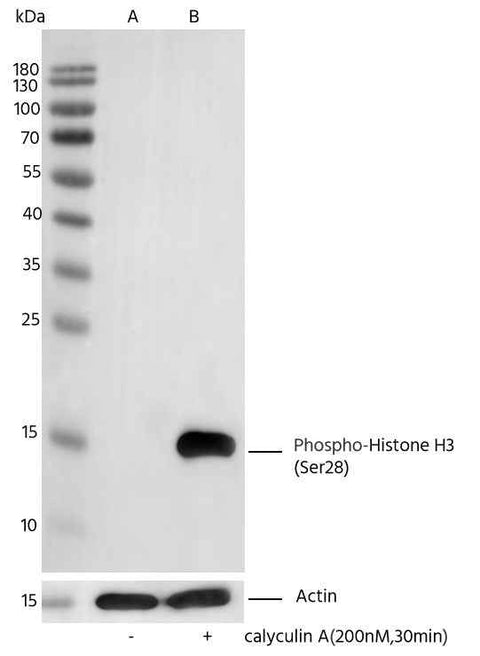 Anti-Human Histone H3 Antibody [B315] - ABMIUM
