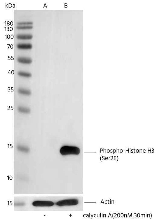 Anti-Human Histone H3 Antibody [B315] - ABMIUM