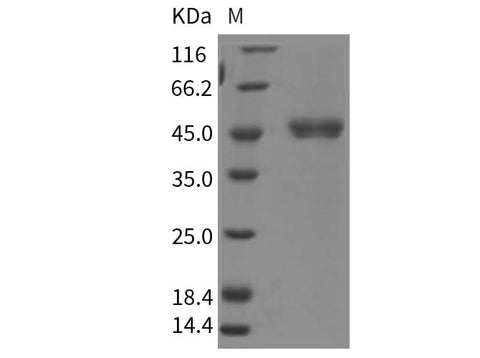 > 90 % as determined by reducing SDS-PAGE.