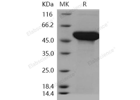 > 95 % as determined by reducing SDS-PAGE.