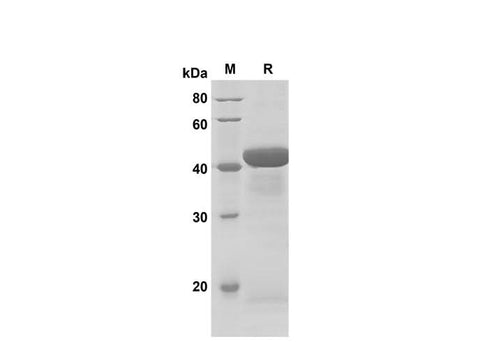 SDS-PAGE analysis of Mouse IL-27 proteins, 2 μg/lane of Recombinant Mouse IL-27 proteins was resolved with SDS-PAGE under reducing conditions, showing bands at 42 kDa.