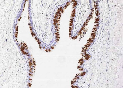 Anti-Human BPIFB1 Antibody [B364] - ABMIUM