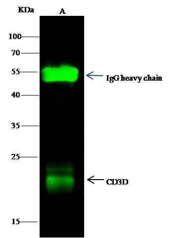 Anti-Human CD3D Antibody [B130] - ABMIUM