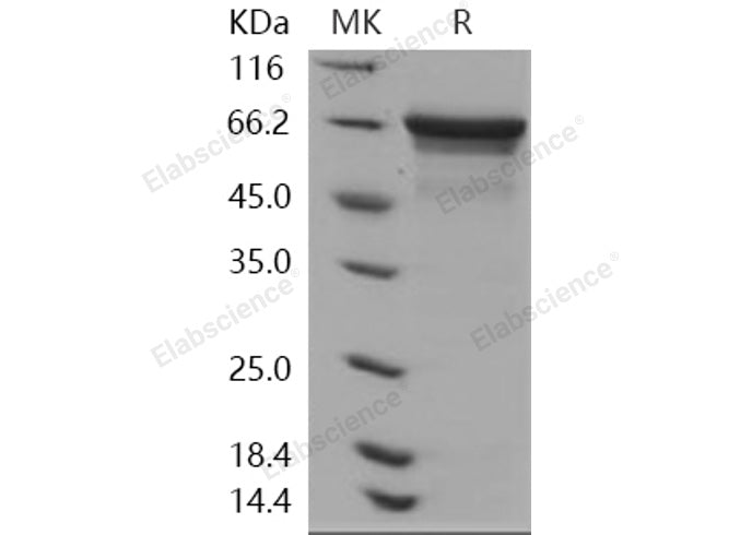 > 90 % as determined by reducing SDS-PAGE.