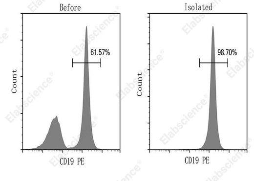 B cells were isolated from the spleen cells of C57BL/6 mice, and were stained with PerCP anti-mouse CD45 antibody [30-F11] (E-AB-F1136F) and PE Anti-Mouse CD19 [1D3] (E-AB-F0986D). The purities of start and final isolated fractions were 61.57% and 98.70%, respectively.
