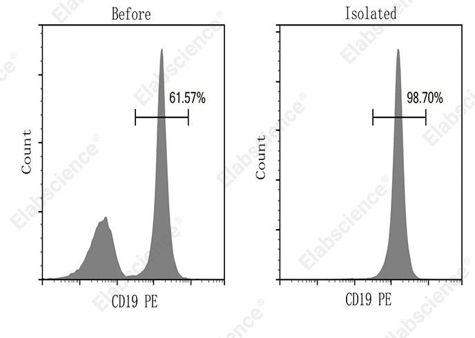 B cells were isolated from the spleen cells of C57BL/6 mice, and were stained with PerCP anti-mouse CD45 antibody [30-F11] (E-AB-F1136F) and PE Anti-Mouse CD19 [1D3] (E-AB-F0986D). The purities of start and final isolated fractions were 61.57% and 98.70%, respectively.