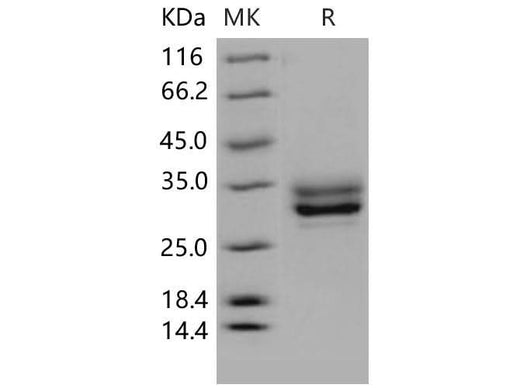 > 94 % as determined by reducing SDS-PAGE.