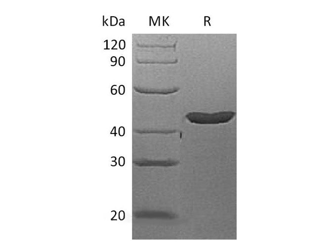 > 90 % as determined by reducing SDS-PAGE.