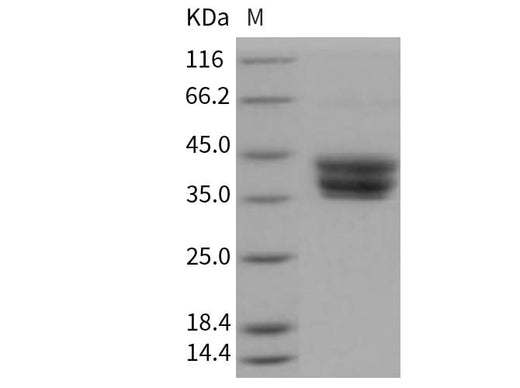 > 97 % as determined by reducing SDS-PAGE.