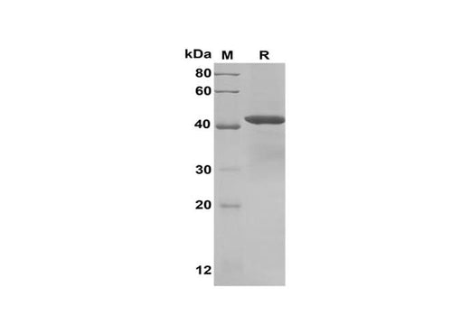 SDS-PAGE analysis of Human BMP-7 proteins, 2 μg/lane of Recombinant Human BMP-7 proteins was resolved with SDS-PAGE under reducing conditions, showing bands at 42 kDa.