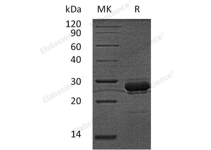> 85 % as determined by reducing SDS-PAGE.