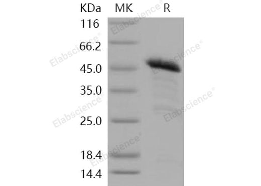 > 86 % as determined by reducing SDS-PAGE.