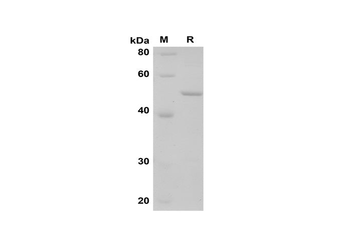 SDS-PAGE analysis of Rat Lipocalin-2 proteins, 2 μg/lane of Recombinant Rat Lipocalin-2 proteins was resolved with SDS-PAGE under reducing conditions, showing bands at 50 kDa.