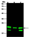 Anti-Human PEBP1 Antibody [A1277] - ABMIUM