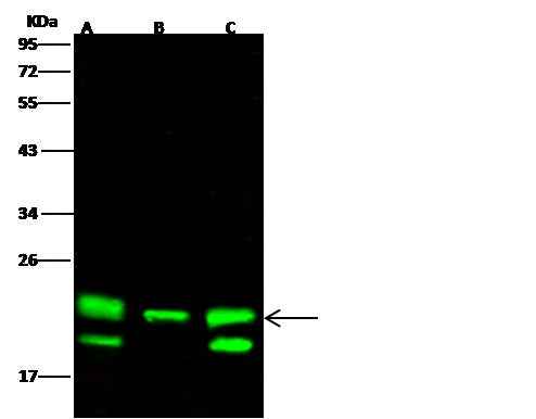 Anti-Human PEBP1 Antibody [A1277] - ABMIUM