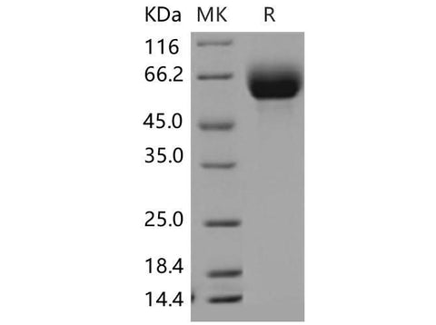 > 98 % as determined by reducing SDS-PAGE.