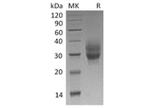 > 90 % as determined by reducing SDS-PAGE.