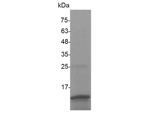 > 98 % as determined by reducing SDS-PAGE.