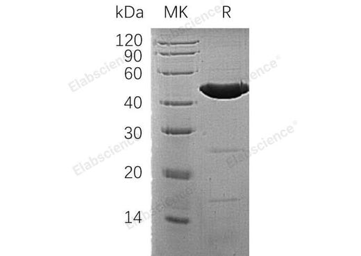 > 95 % as determined by reducing SDS-PAGE.