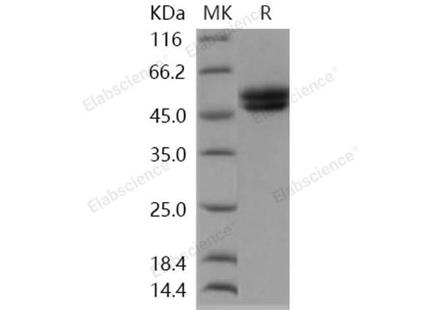> 98 % as determined by reducing SDS-PAGE.