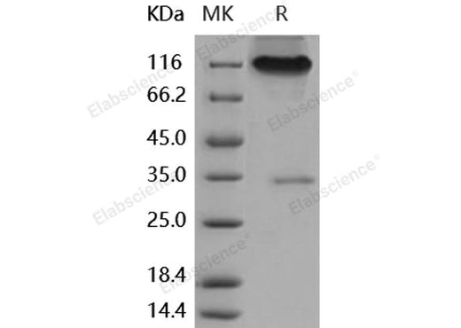 > 85 % as determined by reducing SDS-PAGE.