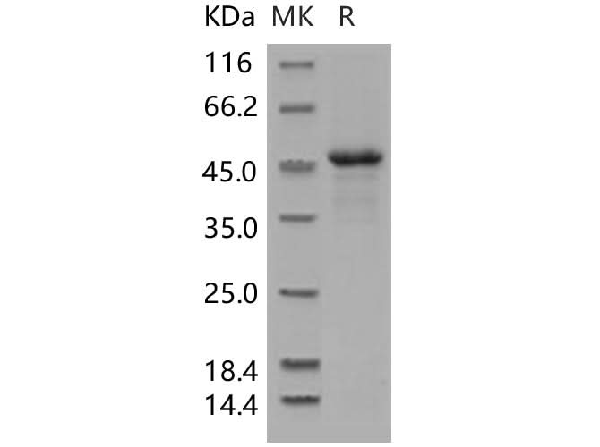 > 92 % as determined by reducing SDS-PAGE.